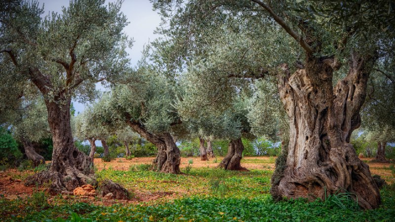 'Leaf' it to historyOlive orchard in the Serra de Tramuntana, Mallorca, Balearic Islands, Spain (© cinoby/Getty Images)