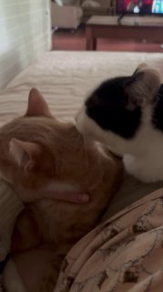 Утренние котонежности