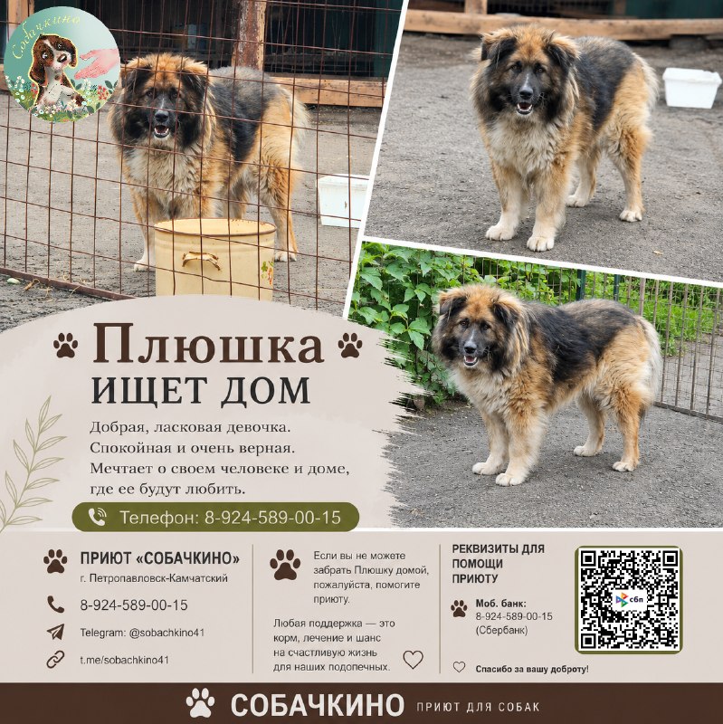 ПЛЮШКА ИЩЕТ ДОМ
Плюшка — взрослая собака, ей около 5...