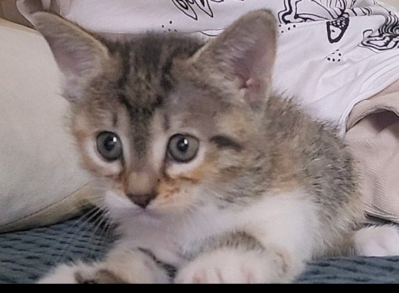 Тактичная и умная девочка ищет дом 🏡 — фото 1