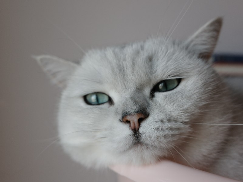 今日份的猫片今日份的猫片