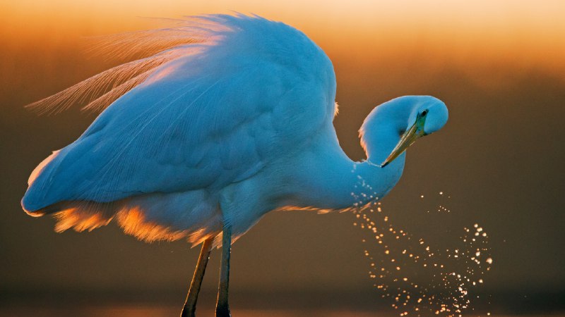 This egret has no regretsGreat white egret, Hungary (© Markus Varesvuo/Nature Picture Library)