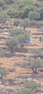 מתנחלים גונבים זיתים בכפר אום צפא, צפונית מערבית לרמאללה