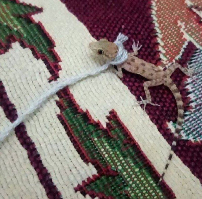خنده پاره: تنها حیوان خانگی که میتونم با این قیمت ها بخرم :‌ 🥳 JOIN🔜 @morisofi😂