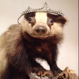 Bonsun's badger