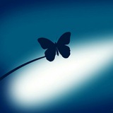 Blue Butterfly