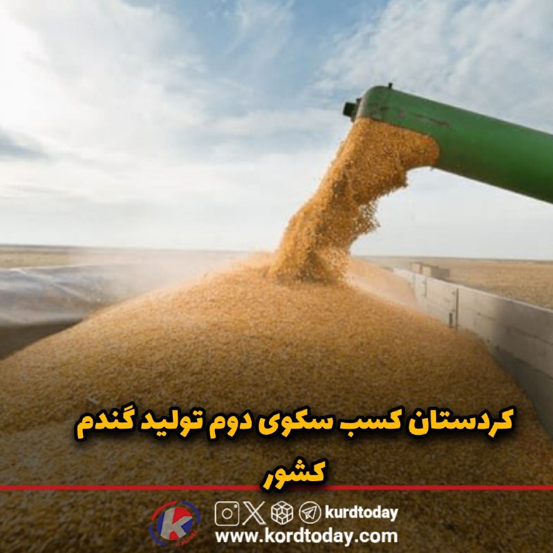Kurdtodayکانال کوردتودی: کردستان در مسیر جهش کشاورزی؛ کسب سکوی دوم تولید گندم کشور🔹کشاورزی در کردستان فقط روایت زمین و دانه نیست؛ روایت امنیت غذا