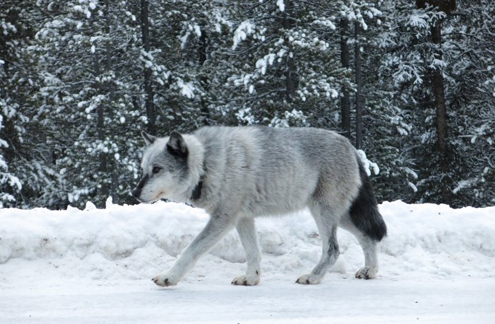 Wolf 112號灰狼的最後一段獨行