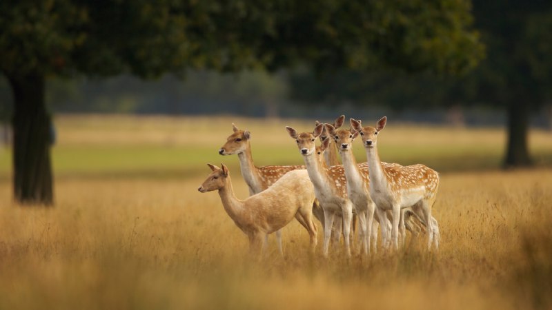 'Fallow' usEuropean fallow deer, England (© Enrique Aguirre Aves/Getty Images)