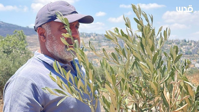 רשת חדשות ירושלים