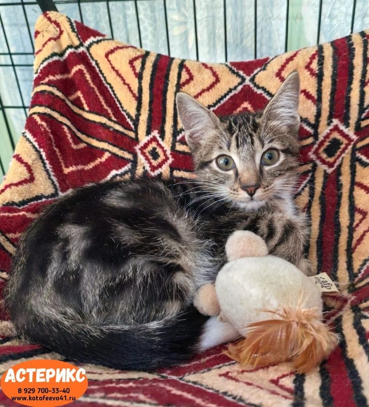 Котята *Астерикс* и *Обеликс*
Возраст 3,5...