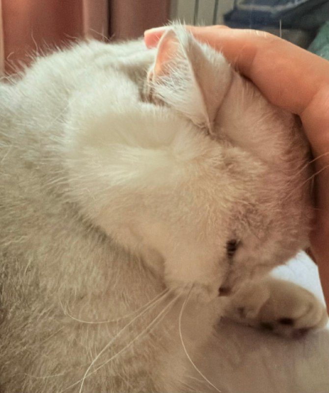 用过六万块的陪伴机器人还是觉得自家猫比较可爱用过六万块的陪伴机器人还是觉得自家猫比较可爱