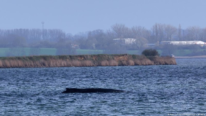 Севшего на мель кита в Германии все же могут попытаться спасти: власти хотят одолжить у Дании катамаран Власти немецкой земли Мекленбург-Передняя Померания продолжают искать способы спасения горбатого кита, который остается на мелководье у острова Пёль. По