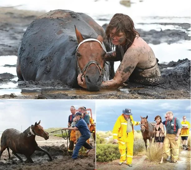 In 2012, Nicole Graham’s horse Astro became trapped in deep mud at Avalon Beach as the tide began rising.