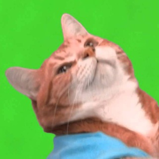 Mostly cats gifs and pics Telegram Group Link