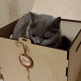 Yata! 🐈