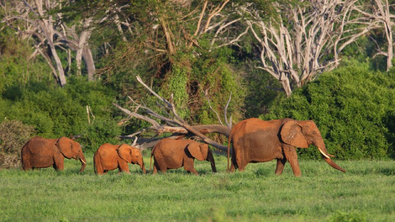 Follow the teacher!African elephants in Tsavo East National Park, Kenya (© Neil Bowman/Minden Pictures)