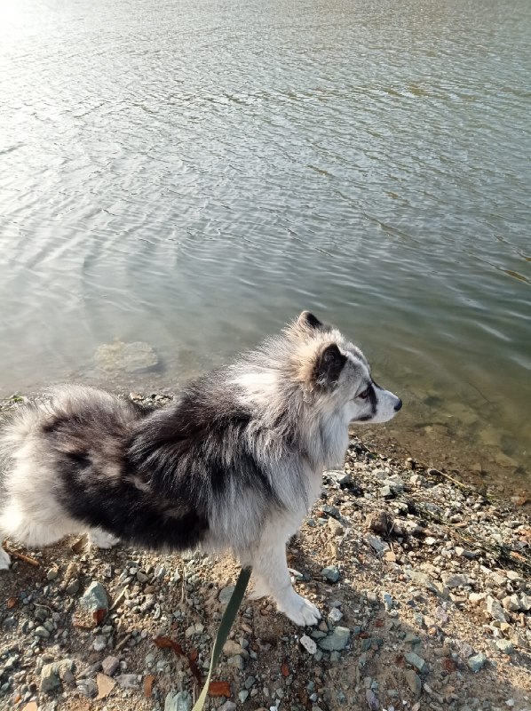@help_animal41 posted a photo