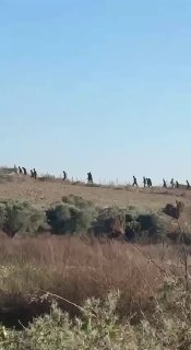 דחוף: מתנחלים הציתו חדר חקלאי ואדמות באזור כפרור בין הכפרים סרה וטל, מדרום-מערב לשכם.