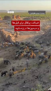 ویدیوی منتشر شده گله بزرگی از فیل‌ها را در زیمبابوه نشان می‌دهد که برای خوردن تفاله‌ پرتقال‌های درجه دو رها شده هجوم آورده‌اند — بی‌بی‌سی (تلگرام)