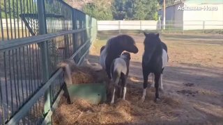 הבנתי שהשם נבחר מ"אסקניה-נובה" הסייח פוני שטלנד נקרא קורנפלור. יקטרינה משצ'ריאקובה / אסקניה-נובה קרא חדשות…