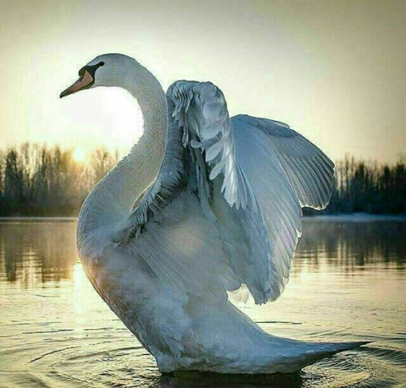 ❤ذوق مستان❤️: همه عالم را دریا گیرد ، بط را چه زیان...#شمس_تبریزی🌘@zugemastan🌙