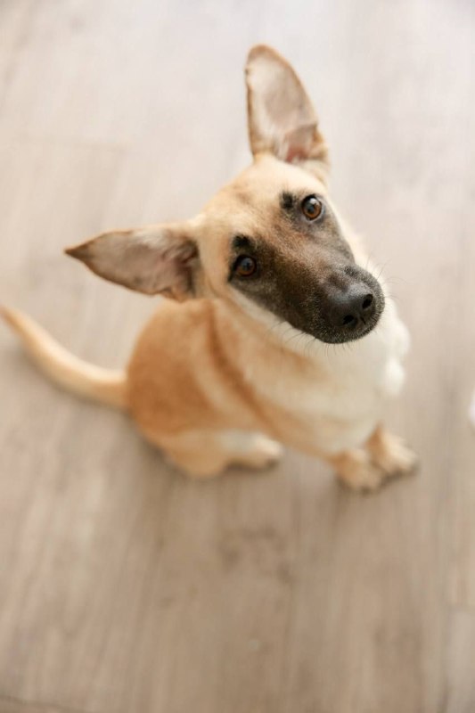 💖 Привет! Я Мия — твоя нежная обнимашка с огромным сердцем! 🐶 — фото 1