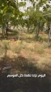 הכיבוש מוציא פקודות לחפור את מישורי הענבים בג'נין