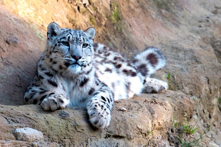 Today is the International Snow Leopard Day