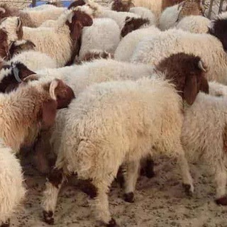 بيع وشراء الأغنام والماعز في مصر 🐏🐑🦙🐐