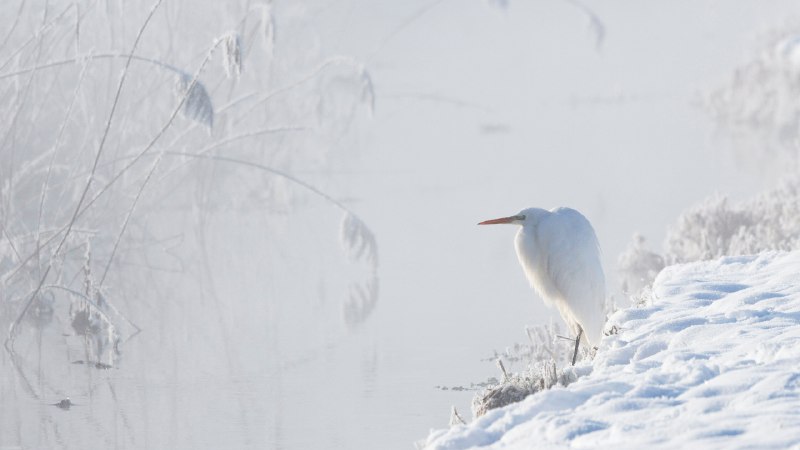 Snowfield monarchGreat white egret, Upper Bavaria, Germany (© Konrad Wothe/naturepl.com)