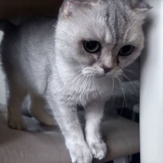 хаус кошек семья😼
