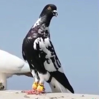 🕊УЧҚУР ЗОТ 🕊