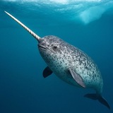i like narwhals