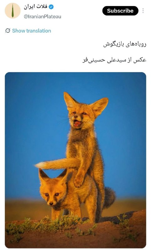 📛GoShAdEsM📛: پس این که میگفتن دمشو گذاشت رو کولش اینجوری بود :)))Join 🔜 🎀 @GoSHaDeSM 🚩