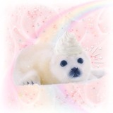 ポリーがアザラシ