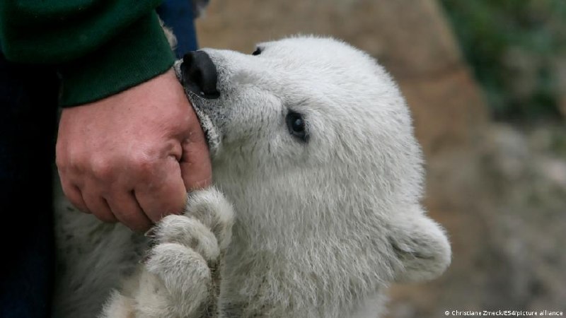 🐾 Медведь, осьминог и крокодил. Вспоминаем животных, тронувших всю Германию Вот уже почти неделю немецкая общественность пристально следит за судьбой горбатого кита, застрявшего на мели в Балтийском море. Удастся ли ему спастись и вернуться в Атлантический