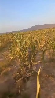 טיסה של מסוק צבאי בגובה נמוך באזור הגבול של ריגמולק הדיווחים מספרים על טיסה של מסוק צבאי בגובה נמוך מאוד, ה…