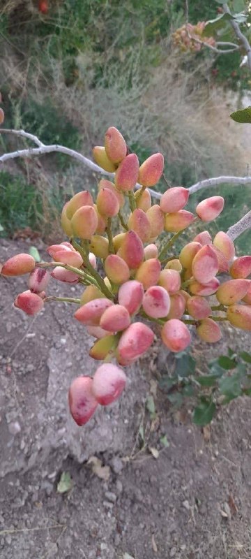 🌧هواشناسی خراسان🌨: 🔸برداشت پسته از باغات شادمهر، تربت حیدریه☘هواشناسی خراسان 👇👇https://t.me/+UYcwoTZXj3ExhB_J🔸برداشت پسته از باغات شادمهر،