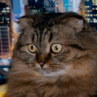 Telegram profile photo for 🌾 Вятская интернет-аристократія | ВИъА