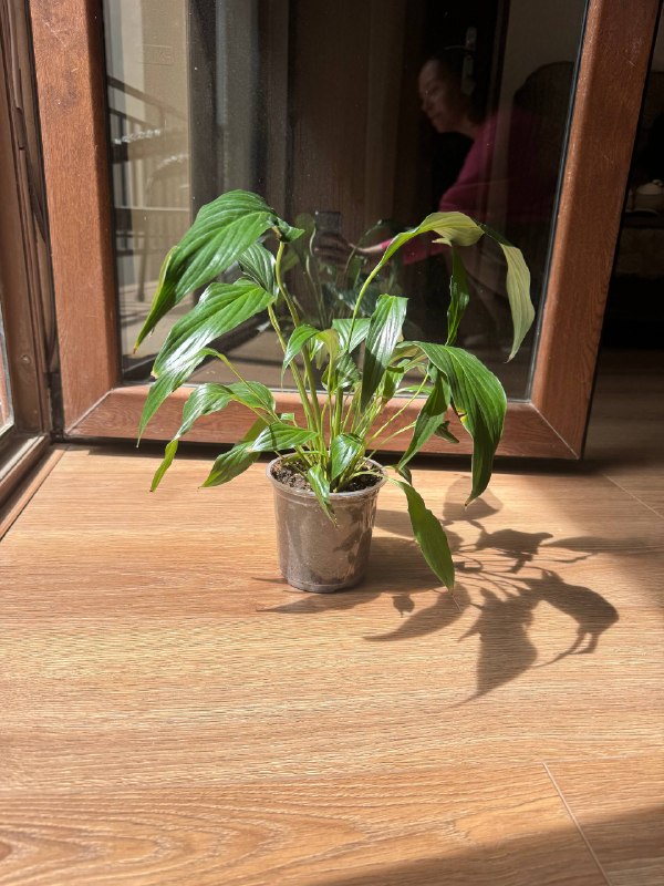 Продам два здоровых и красивых растения, которые радовали целых полгода 😇 — фото 1