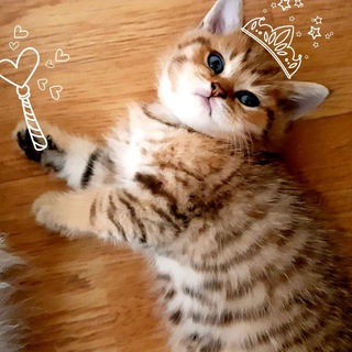 Cats 😻 Telegram Group Link