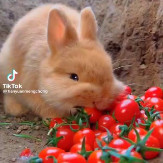 Random tiktok videos & other entertainments 😹🤣😁😅 Telegram Group Link
