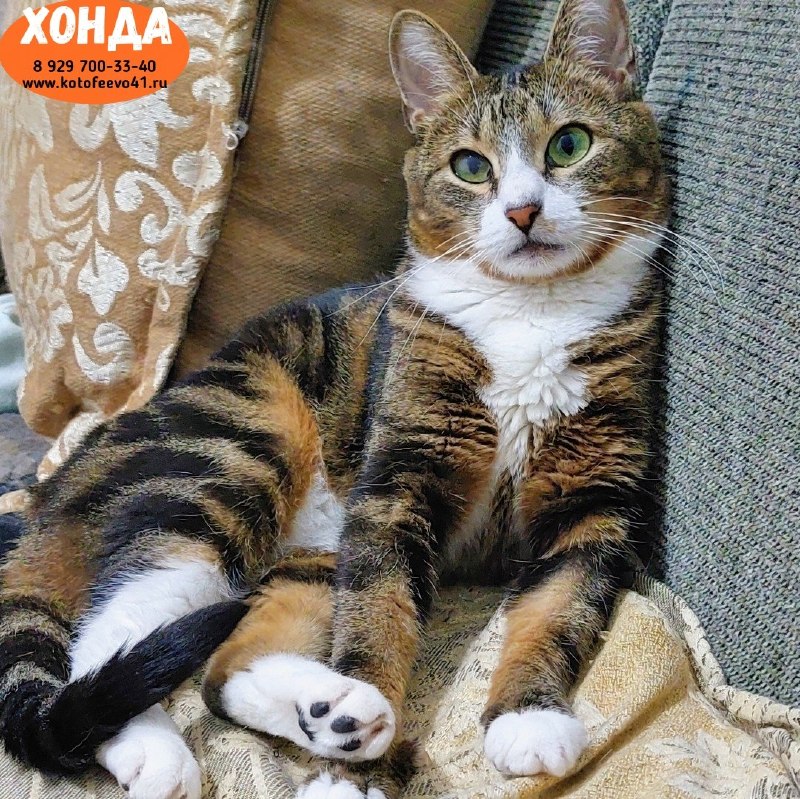 Кошечка *Хонда*
Молоденькая красотка популярного...