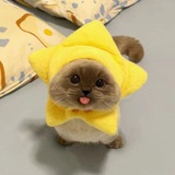 Team Stellar-Mew