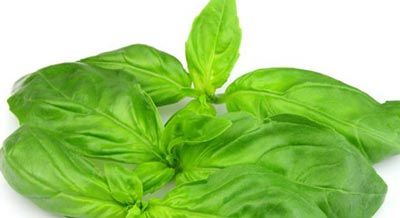 🍃طب گیاهی و سنتی🍃: 🔴برگ ریحان برای تسکین سرماخوردگی✅آب برگ ریحان مقدس و زنجبیل را بگیرید. کمی آن را گرم کنید و یک قاشق عسل به آن اضافه کنید