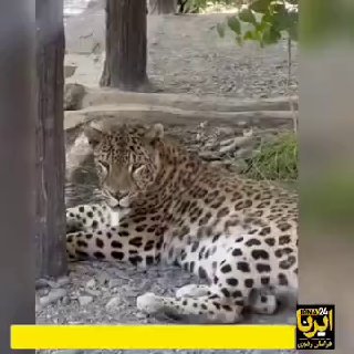 🎥 תהילת ההישרדות; ארס, הנמר היחיד בגן החיות משהד, המנצח של תחום החיים
