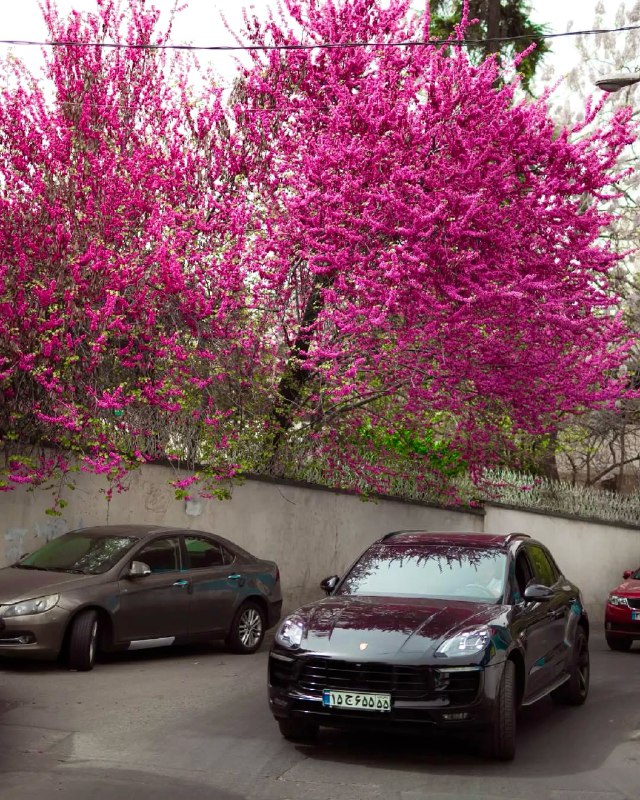 تهرونیا: خیابونی پر از درخت های صورتی 🩷🌸😍🔵تهران ضلع غربی روشا سنتر.@tehroniaخیابونی پر از درخت های صورتی 🩷🌸😍🔵تهران ضلع غربی روشا
