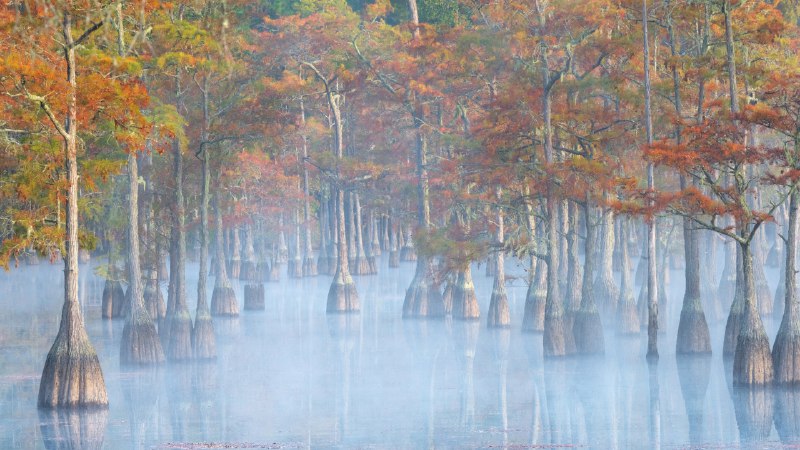 Standing tall in fallCypress trees in George L. Smith State Park, Georgia (© Chris Moore/TANDEM Stills + Motion)