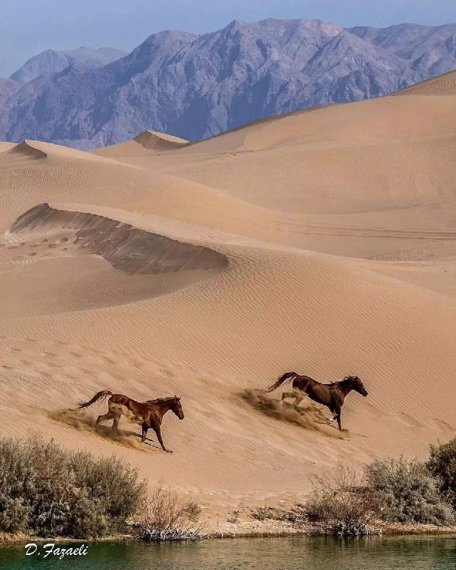 اخبارفوری و مهم: تالاب پساب یزد🐎@akhbare_moheem